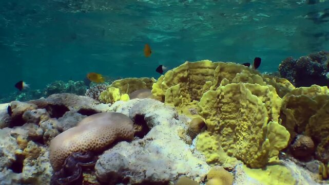 Bladed Fire Coral (Millepora complanata) on the upper edge of a coral reef in the flickering sunlight.