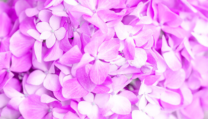 Lilac flowers close up. Bouquet of purple flowers. City flower beds, a beautiful and well-groomed garden with flowering bushes.
