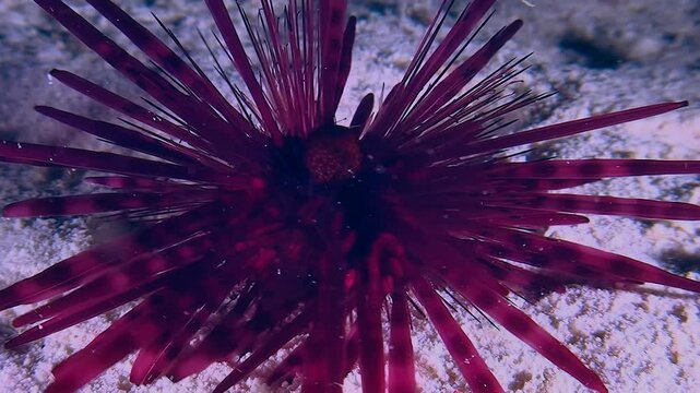 Close-up of Banded sea urchin (Echinothrix calamaris) crawling along the sandy bottom.
