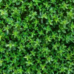 Obraz premium Thyme texture background, thymus leaf banner, Thymus vulgaris pattern, fresh herbal leaves banner