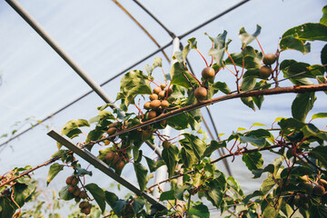 Mini kiwi branch with fruits close-up