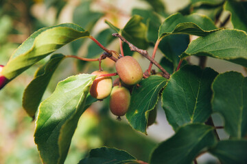 Exotic mini kiwi berries ripen on a branch in the sun