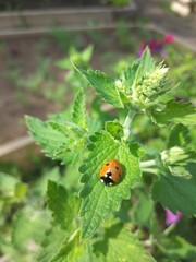 ladybug on a leaf