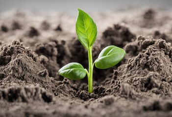 Emerging Seedling in Soil