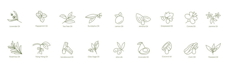 Complete Essential Oils Vector Icons: Lavender, Peppermint, Tea Tree, Eucalyptus, Lemon, Almond, Grape Seed, Canola, Jasmine, Rosemary, Ylang Ylang, Sandalwood, Clary Sage, Olive, Avocado, Coconut, Co © yasindu