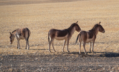 the Equus kiang in Tibet