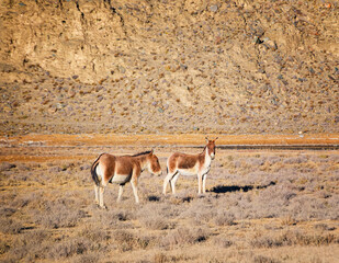 the Equus kiang in Tibet