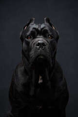 Portrait of Italian Cane Corso breed on a black background 