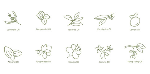 Invigorating Calming Oils Vector Icons: Lavender, Peppermint, Tea Tree, Eucalyptus, Lemon, Almond, Grape Seed, Canola, Jasmine, Ylang Ylang oil