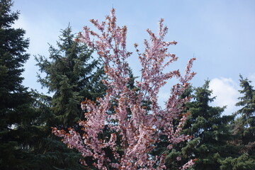 Branches of blossoming Prunus pissardii against blue sky in April