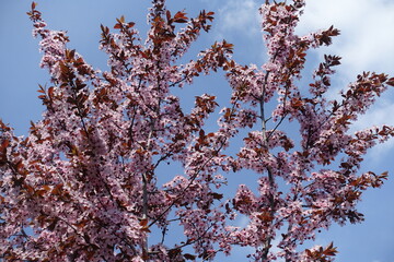 Flowering branches of Prunus pissardii against blue sky in April