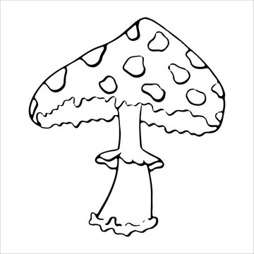 recommend clip art: Toadstool Mushroom Line Icon. Hand drawn amanita fungus outline vector illustration. Forest Autumn symbol. Halloween mushroom.