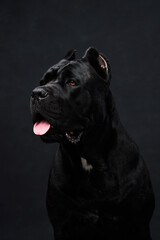 Portrait of Italian Cane Corso breed on a black background 
