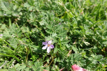 Single light pink flower of Erodium cicutarium in May