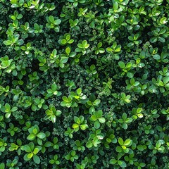 Green Leaves Wallpaper with Leaf Texture