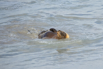 Fototapeta premium Aus­tralian sea lions (Neopho­ca cinerea) are part of a group known as ​‘eared’ seals. One of the rarest species in the world.