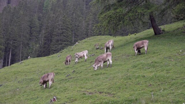Grazing cows stand on a slope in a pasture meadow surrounded by trees