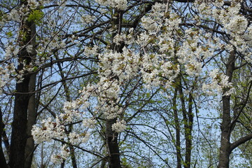 Many white flowers of sweet cherry tree against blue sky in April