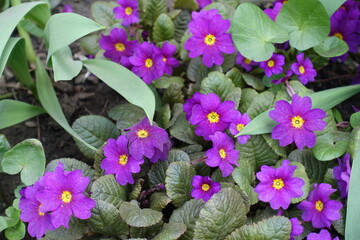 Bloom of purple Prímula juliae in April