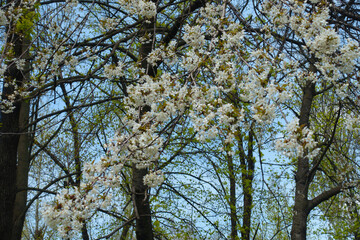 White flowers of sweet cherry tree against blue sky in April