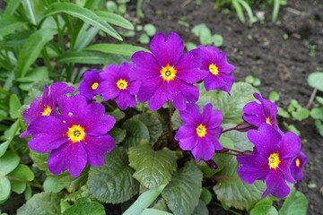 Bright purple flowers of Prímula juliae in April © Anna