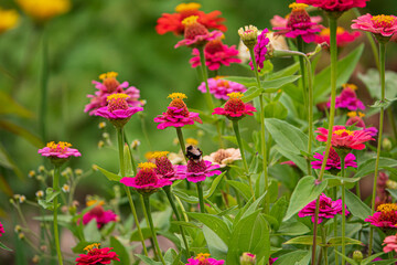 zinnai flowers in the garden