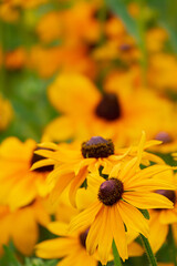 rudbekia flowers in the garden