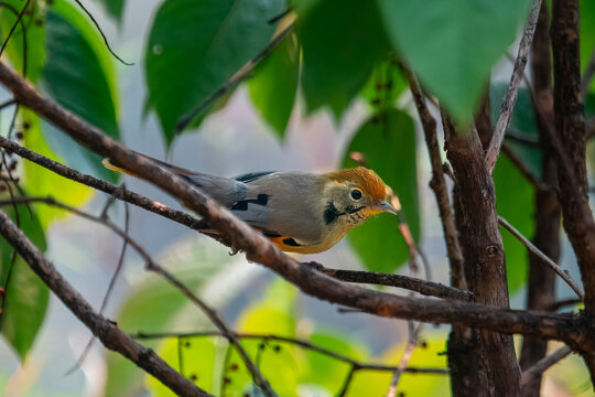 chestnut-tailed minla or Actinodura strigula in Munsyari in Uttarakhand, India