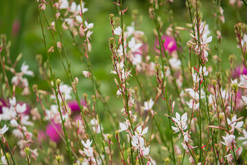 Gaura flowers in the garden