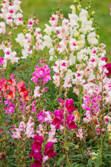 Obraz premium Antirrhinum flowers in the garden