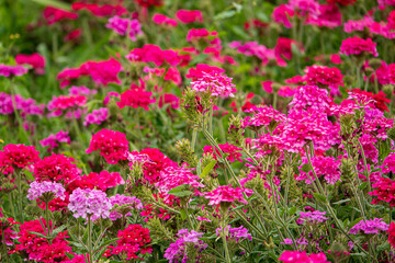 verbena flowers in the garden