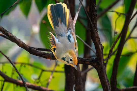 chestnut-tailed minla or Actinodura strigula in Munsyari in Uttarakhand, India