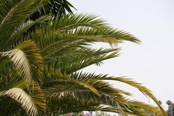 Fototapeta premium Marbella Palms
