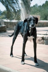 Senior thin and slender dog, a mix betweend a Galgo and a Podenco breed. Ageing dog, white muzzle, shy, respectuos look.