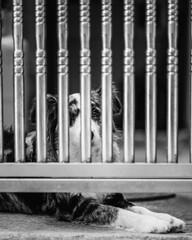 철문에 갇힌 개