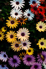 레트로한 색감의 꽃