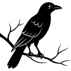 Black crow on a tree branch. Vector illustration isolated silhouette with white Background.