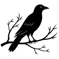 Black crow on a tree branch. Vector illustration isolated silhouette with white Background.