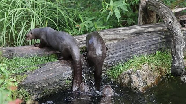 Giant Otter (Pteronura Brasiliensis) Going Out of Water in Zoo. Carnivorous Mammal, the Longest Member of the Weasel family, Mustelidae, in Zoological Garden.