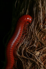 Close up of a millipede on a branch