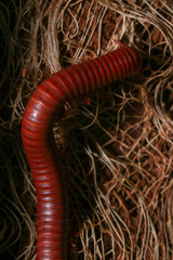 Close up of a millipede on a branch