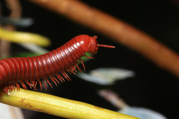 Close up of a millipede on a branch