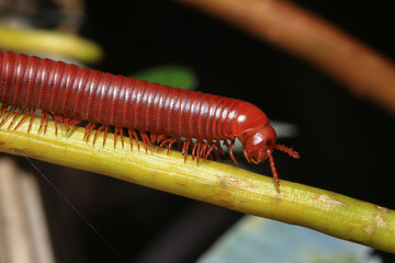 Close up of a millipede on a branch