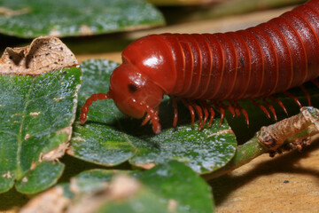 Close up of a millipede on a branch