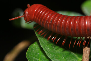 Close up of a millipede on a branch