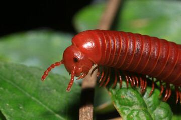 Close up of a millipede on a branch