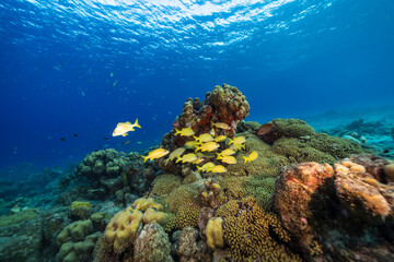 Seascape with fish, coral, and sponge in the Caribbean Sea