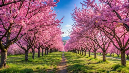 Pink Blossom Path, Spring, Cherry Trees, Nature, Flowers
