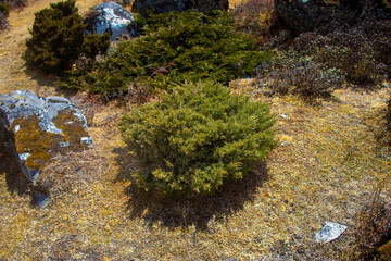 Low ground high altitude Juniper plant.