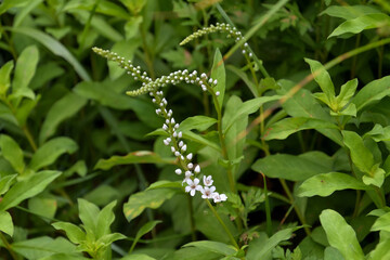 開花し始めたオカトラノオ